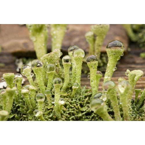 Detail of raindrops on lichen